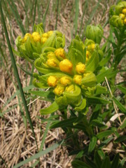 Lithospermum caroliniense