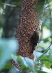 Glyphorynchus spirurus