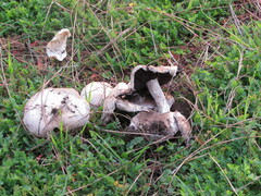 Agaricomycetes