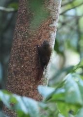 Glyphorynchus spirurus