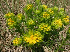 Lithospermum caroliniense