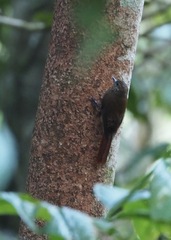 Glyphorynchus spirurus