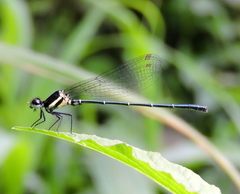 Onychargia atrocyana