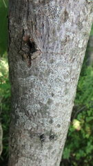 Arthonia radiata