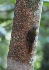 Glyphorynchus spirurus