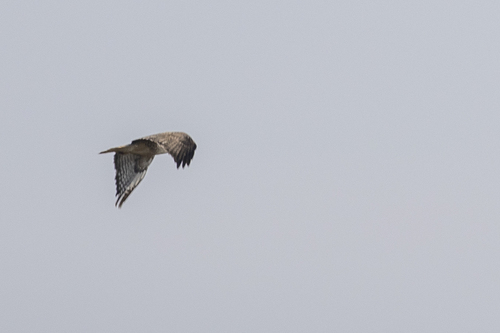 iNaturalist observation photo of Red-tailed Hawk