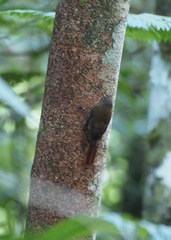 Glyphorynchus spirurus