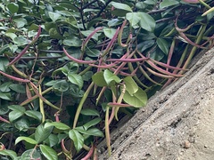 Trachelospermum asiaticum