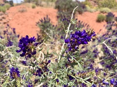 Psorothamnus fremontii