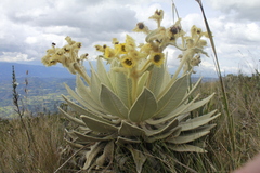 Espeletia barclayana