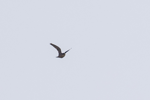 iNaturalist observation photo of Merlin