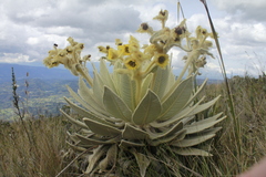 Espeletia barclayana