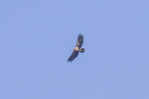iNaturalist observation photo of Bald Eagle
