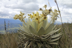 Espeletia barclayana