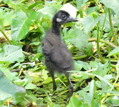 Amaurornis phoenicurus