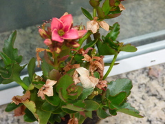 Kalanchoe