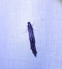 Lymexylidae