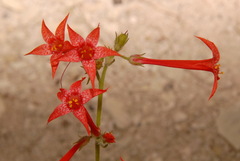 Ipomopsis aggregata aggregata