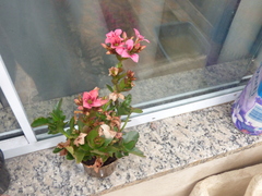 Kalanchoe