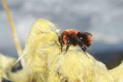 Bombus rubicundus