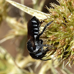 Megachile apicalis