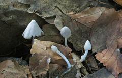 Coprinopsis lotinae