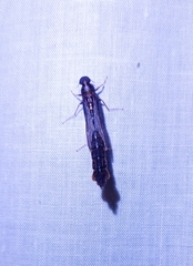 Lymexylidae