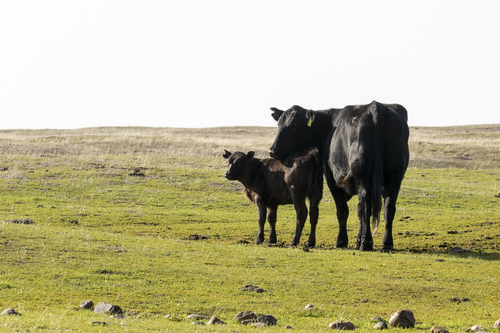 iNaturalist observation photo of Domestic Cattle