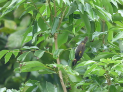 Hemithraupis flavicollis