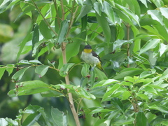 Hemithraupis flavicollis