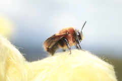 Bombus rubicundus