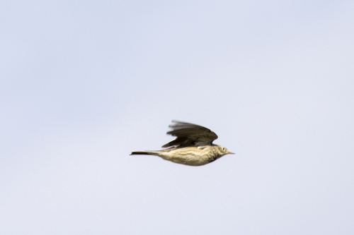 iNaturalist observation photo of American Pipit