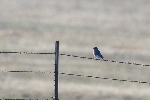iNaturalist observation photo of Mountain Bluebird