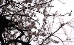 Prunus armeniaca