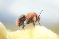 Bombus rubicundus