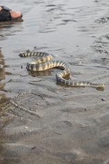 Hydrophis schistosus