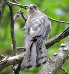 Accipiter badius