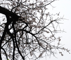 Prunus armeniaca