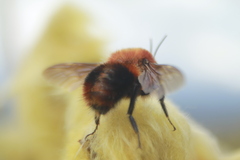 Bombus rubicundus
