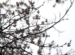 Prunus armeniaca