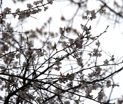 Prunus armeniaca