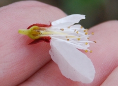 Prunus armeniaca