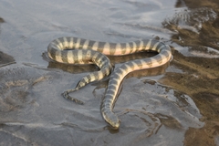 Hydrophis schistosus