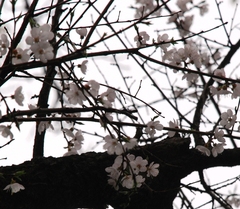 Prunus armeniaca