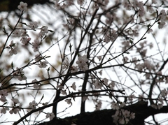 Prunus armeniaca