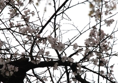 Prunus armeniaca