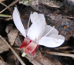 Prunus armeniaca