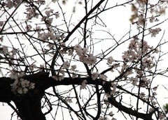 Prunus armeniaca