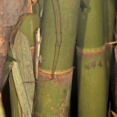 Hemidactylus garnotii