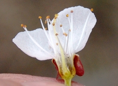Prunus armeniaca